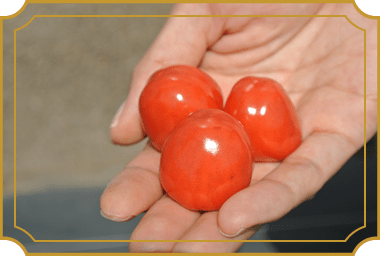 写真:パナプラスのミニトマト