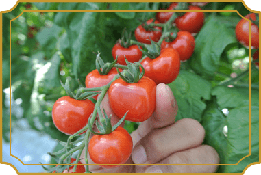 写真:パナプラスのミニトマト(成っているところ)